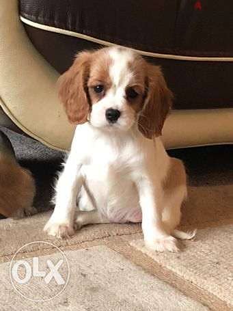 Health Checked Tri Cavalier King Puppies for Adoption 0