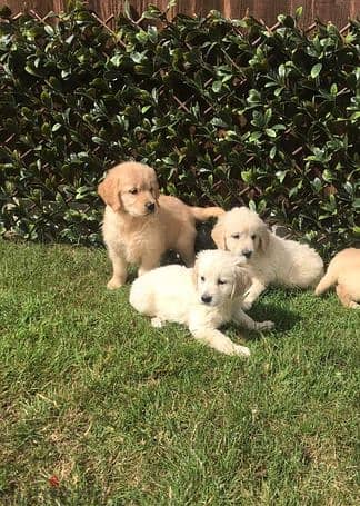 Golden Retriever Puppies for sale 0