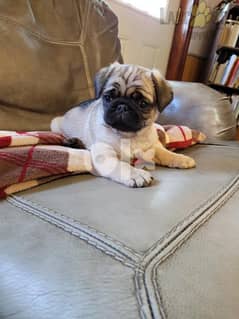 Pug puppies for sale 0