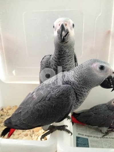 AFRICAN GREY PARROTS FOR ADOPTION 0