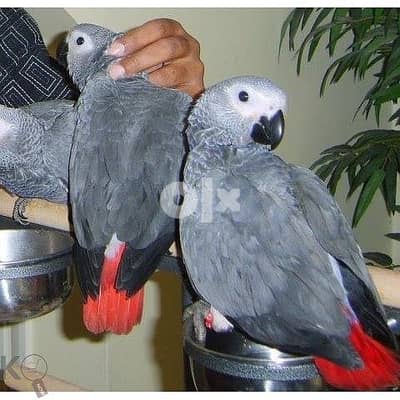 TALKING AFRICAN GREY PARROTS FOR ADOPTION 0