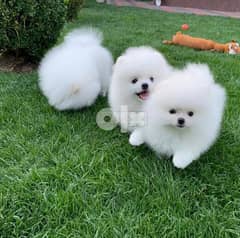 ADORABLE POMERANIAN PUPPIES FOR FREE 0