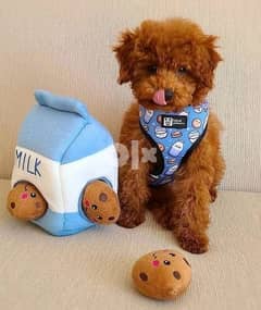 Purebreed Toy Poodle 0