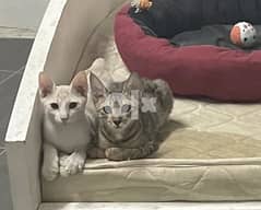 Two, 4 months old male kittens for free adoption, FULLY VACCINATED 0