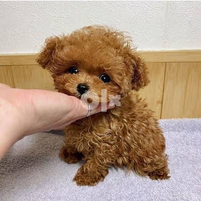 Cute Teacup Toy Poodle 0