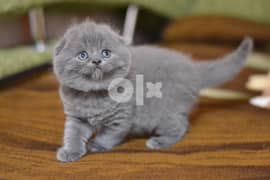 Scottish Fold Kittens for sell 0
