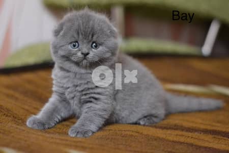 Scottish Fold Kittens for sell 1