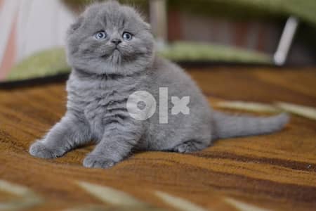 Scottish Fold Kittens for sell 2