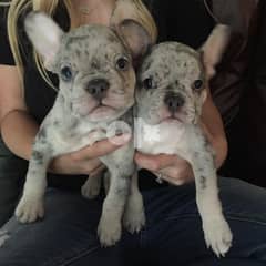 Merle French Bulldog Puppies 0