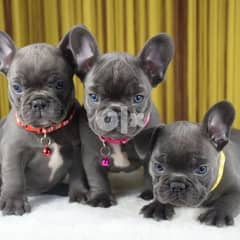 French bulldog puppies  Whatsapp/Viber +48785742139 0