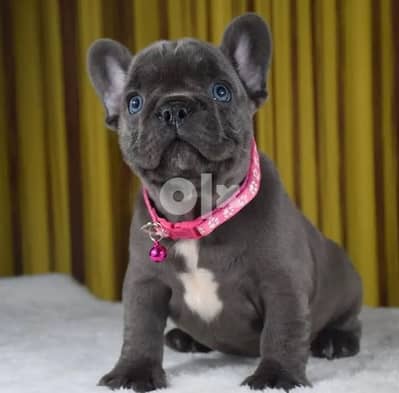 French bulldog puppies  Whatsapp/Viber +48785742139 1