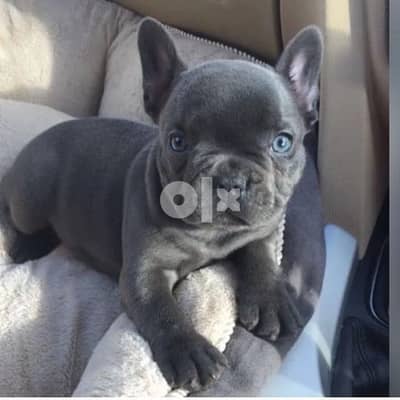 French bulldog puppies  Whatsapp/Viber +48785742139 2