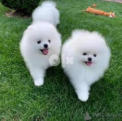 Pomeranian puppies . Whatsapp/Viber +48785742139 0