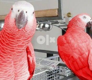 Tammed Grey Parrot 1
