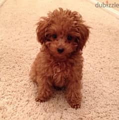 Toy Poodle 0