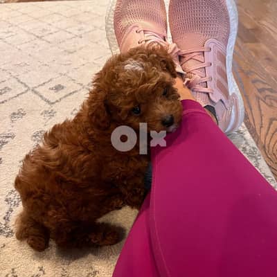 Pure Breed lovely toy Poodle 0