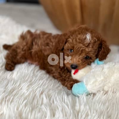 Pure Breed lovely toy Poodle 1