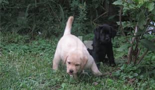 Charming Labrador Puppies  Whatsapp me +972-543-909-457 0