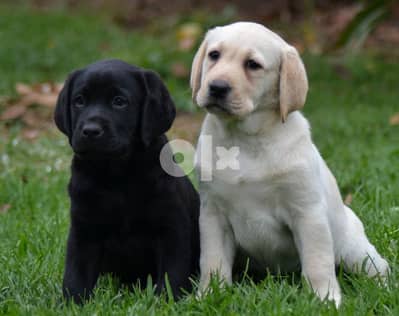 Charming Labrador Puppies  Whatsapp me +972-543-909-457 1