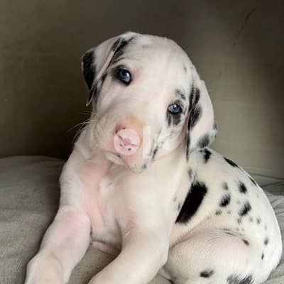 Quality Great Dane Puppies 0