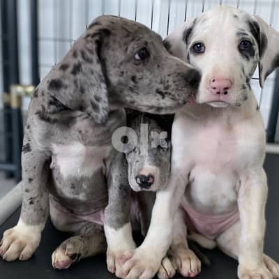 Quality Great Dane Puppies 0