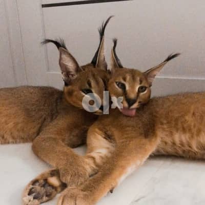 CARACAL CATS for sale (Male and Female) 0