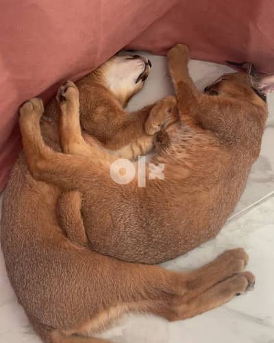 CARACAL CATS for sale (Male and Female) 1