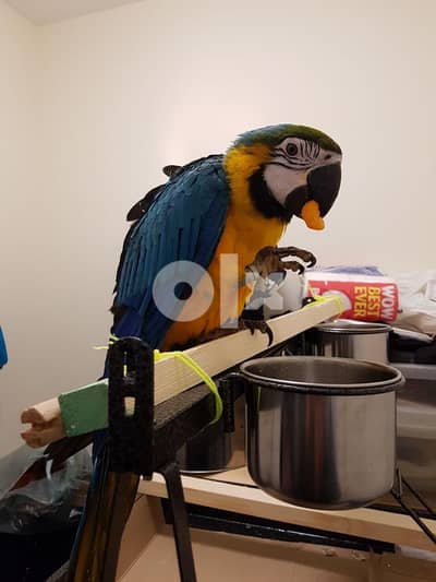 Blue & Gold Mascaw Parrot 0