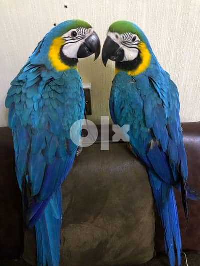 Blue & Gold Mascaw Parrot 1