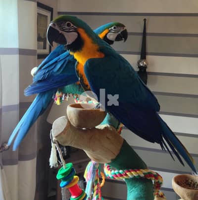 Blue & Gold Mascaw Parrot 2