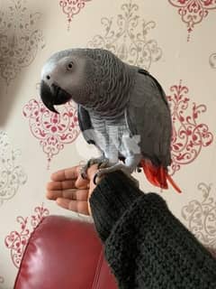 Super Sweet Congo African Grey Parrot   whatsapp (+923028567982) 0