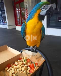 blue macaw  parrots for sale 0