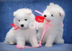 Samoyed puppies Whatsapp me+37063204763 0