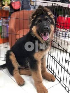 WHATSAPP ONLY +1(908)768‑4279. . . . German Shepherd Puppies for sale - Dogs  - 120081165
