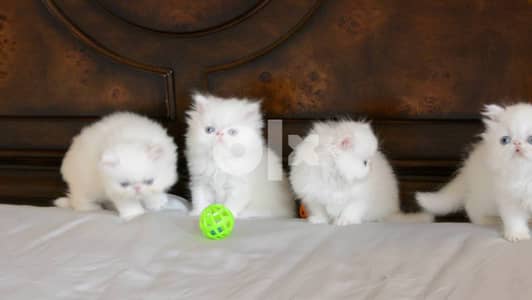 Cute  Persian Kittens 0