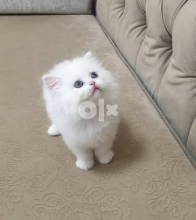 Cute  Persian Kittens 1