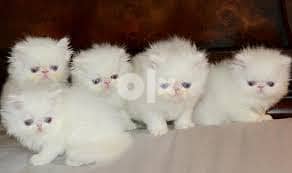 Cute  Persian Kittens 2
