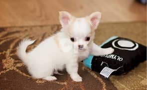 Chihuahua Puppies   Whatsapp Me (+40721-600-187) 0