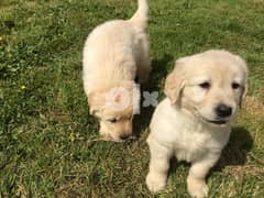 Whatsapp Me (+40721-600-187)   Two Golden Retriever Puppies 0