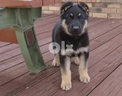 German Shepard Puppies   Whatsapp at (+972 54-390-9457) 0