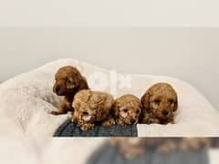 Poodle Puppies for Sale  Whatsapp (+306978127837) 0