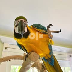 Angel - Blue and Gold Macaw Parrots Ready  Whatsapp (+306978127837) 0
