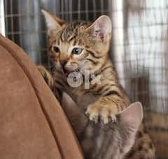 Adorable Male And Female Bengal kittens 0