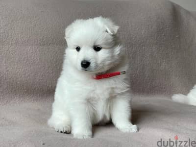 Adorable Japanese spitz puppy. 1