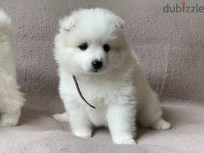 Adorable Japanese spitz puppy. 2