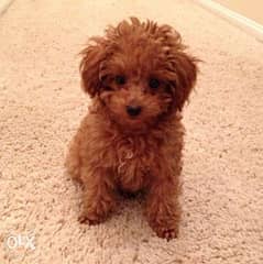Pure Breed lovely toy Poodle 0
