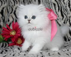 Teacup Persian Kitten 0