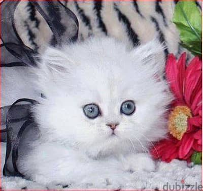 Teacup Persian Kitten 1