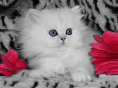 Teacup Persian Kitten 2
