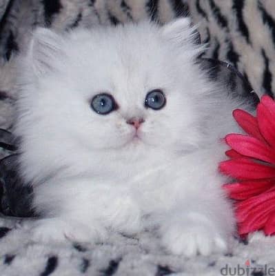 Teacup Persian Kitten 3